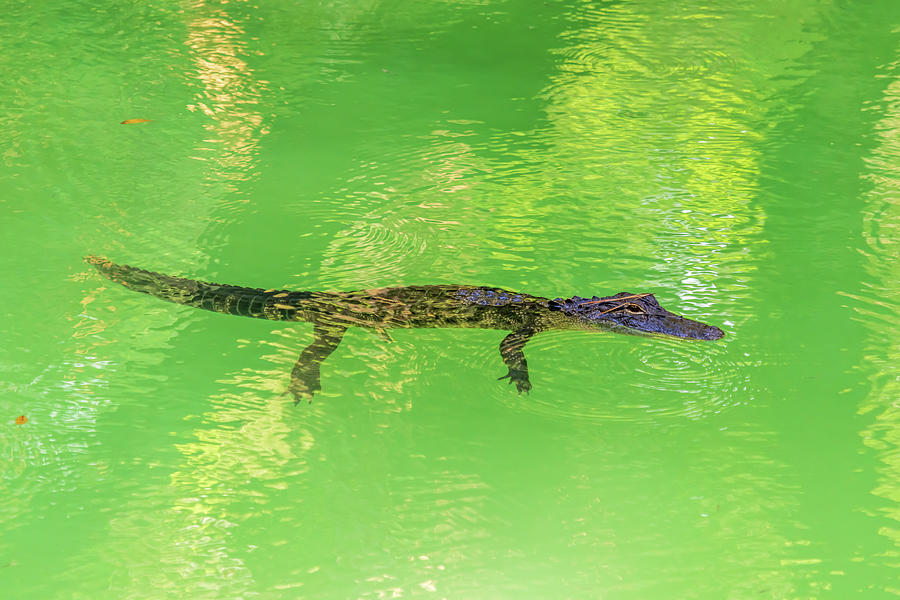 Spring Alligator Photograph by Stefan Mazzola