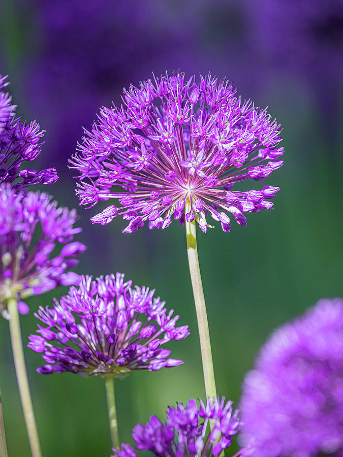 Spring Allium Photograph by Mark Mille