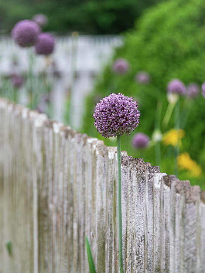 Spring Alliums in Colonial Williamsburg Photograph by Rachel Morrison Spring Alliums in Colonial Williamsburg Photograph by Rachel Morrison