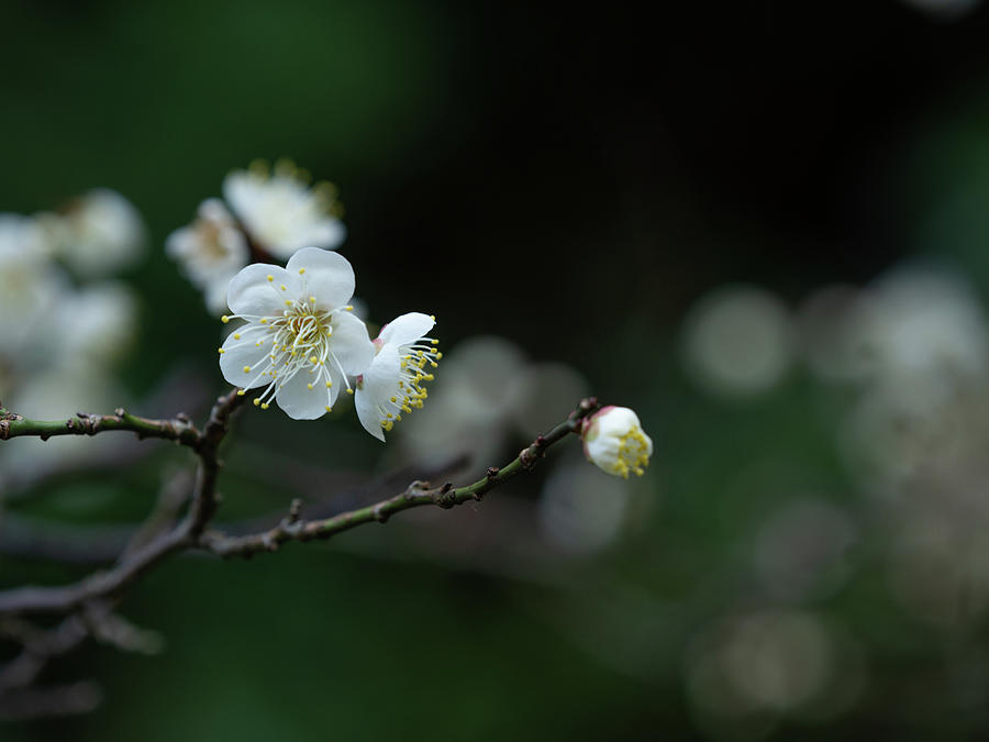 Spring Almost There Photograph by Yuka Kato
