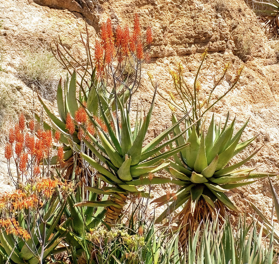 Spring Aloe Flowers Photograph
