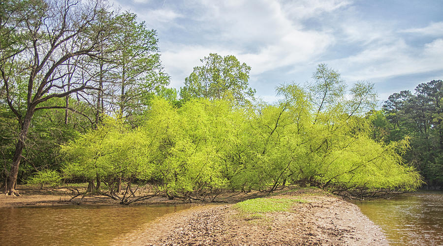 Spring Along the Neuse River - Wayne County North Carolina Photograph by Bob Decker