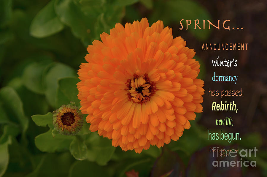 Spring Announcement Photograph by Debby Pueschel
