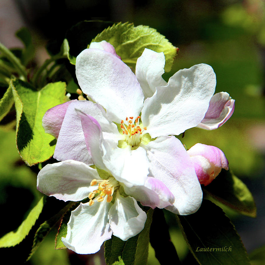 Apple Blossoms Photograph - Spring Apple Bossoms by John Lautermilch Apple Blossoms Photograph - Spring Apple Bossoms by John Lautermilch