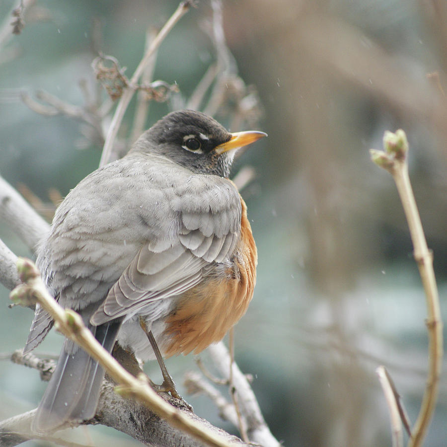 Nature Photograph - Robin in the lilac by Appy Beemer Nature Photograph - Robin in the lilac by Appy Beemer