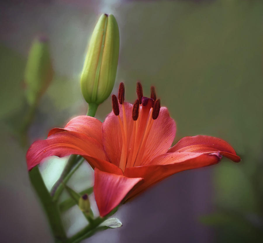 Spring Asiatic Lily  Photograph by Mary Lynn Giacomini