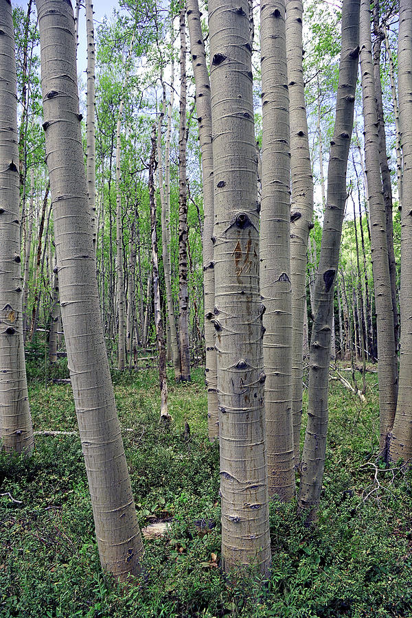 Tree Photograph - Spring Aspen Forest by Brian Kerls