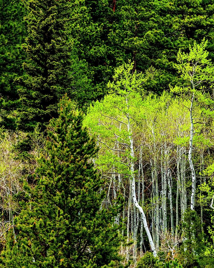 Spring Aspens Photograph by Jerry Sodorff