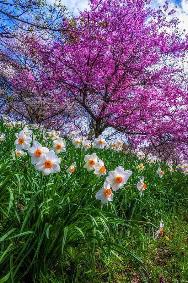 Spring At Highland Park Photograph by Mark Papke