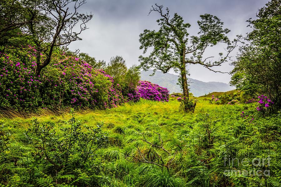 Spring at Killarney National Park Photograph by Eva Lechner