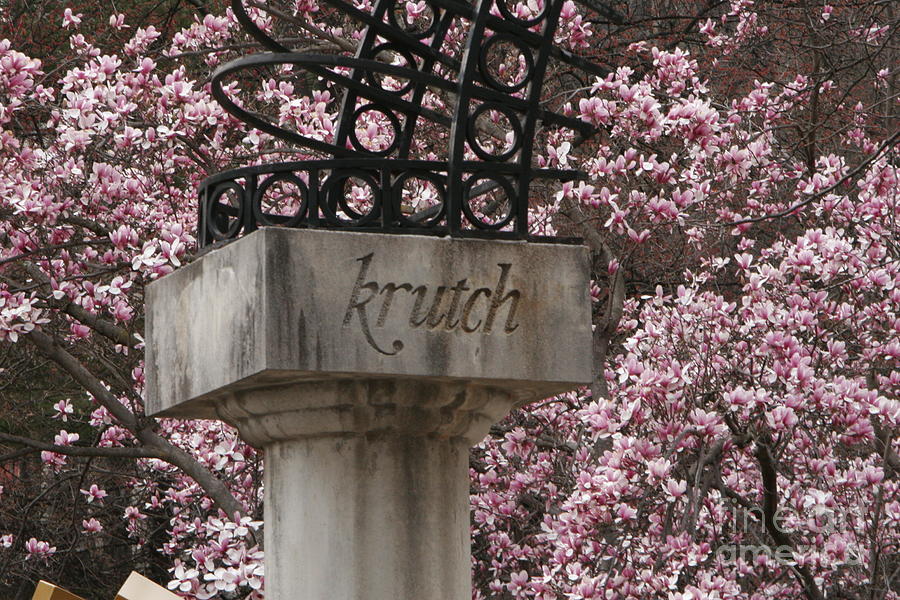Spring at Krutch Park Photograph by Amy Curtis