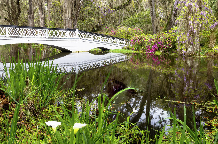 Spring at Magnolia Plantation  Photograph by Donnie Whitaker