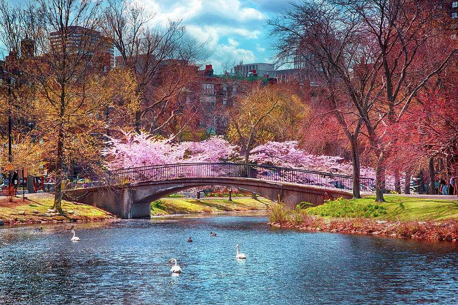Spring at the Charles River Esplanade Photograph by Joann Vitali Fine