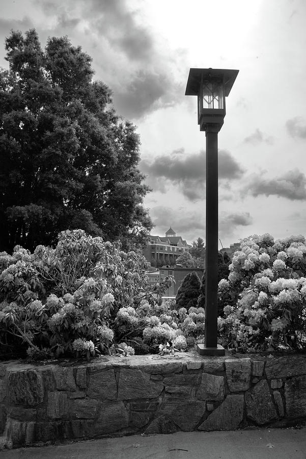 Spring At The College In Black and White Photograph by Greg Mimbs