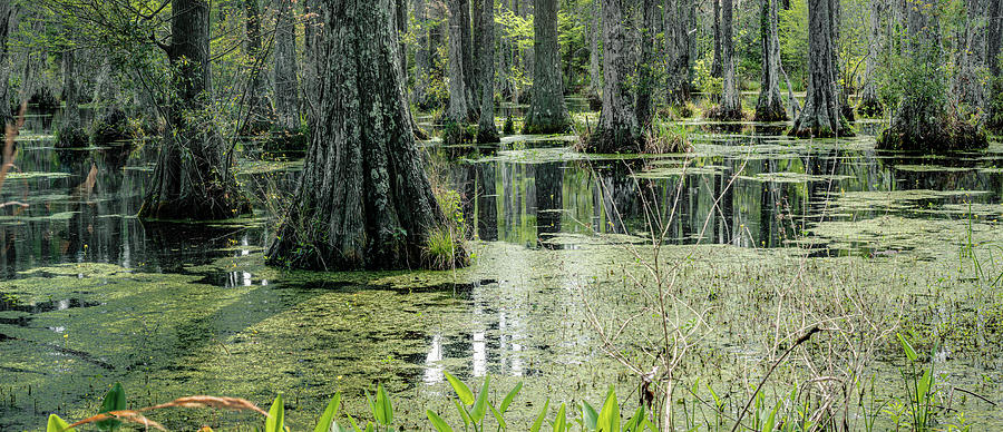 Spring at the Cypress Gardens 1 pano Photograph by Dimitry Papkov