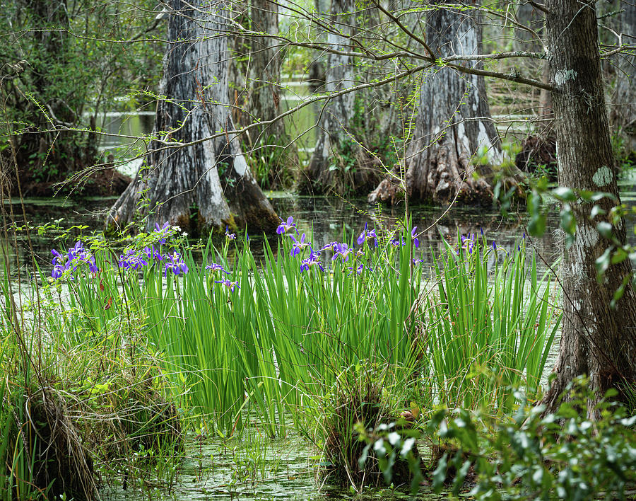 Spring at the Cypress Gardens 3 Photograph by Dimitry Papkov