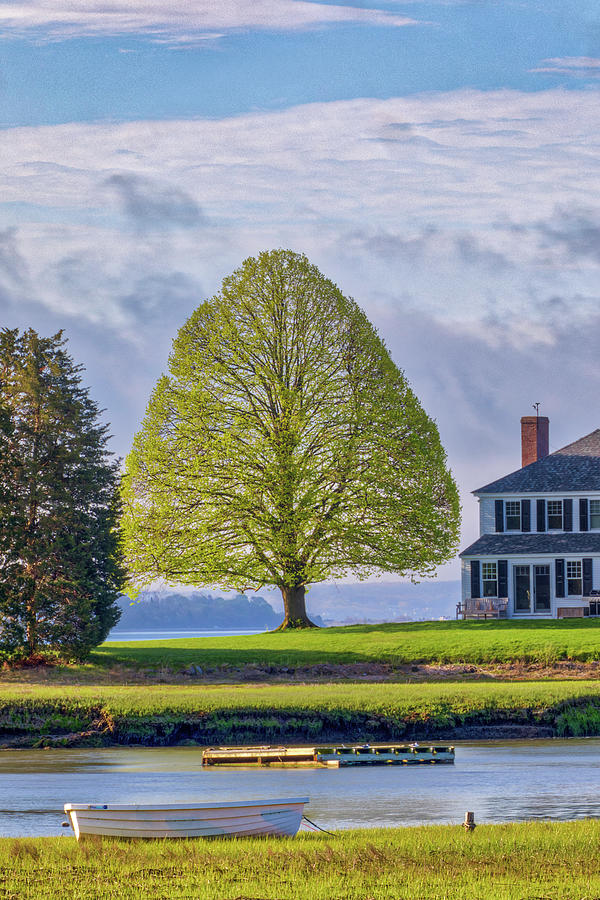 Spring at the Perfect Duxbury Gumdrop Tree Photograph by Juergen Roth