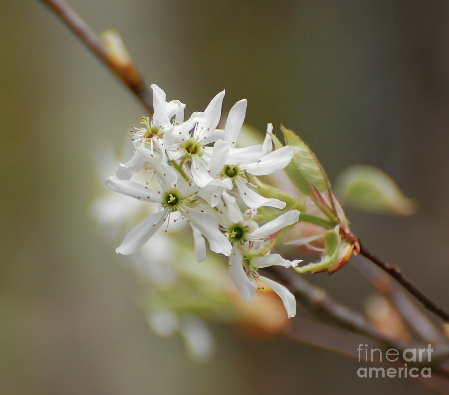 Spring Attractions - Serviceberry in Bloom Photograph by Kerri Farley