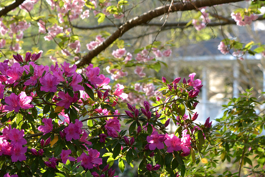Spring Azaleas and Cherry Trees Photograph by Dianne Sherrill