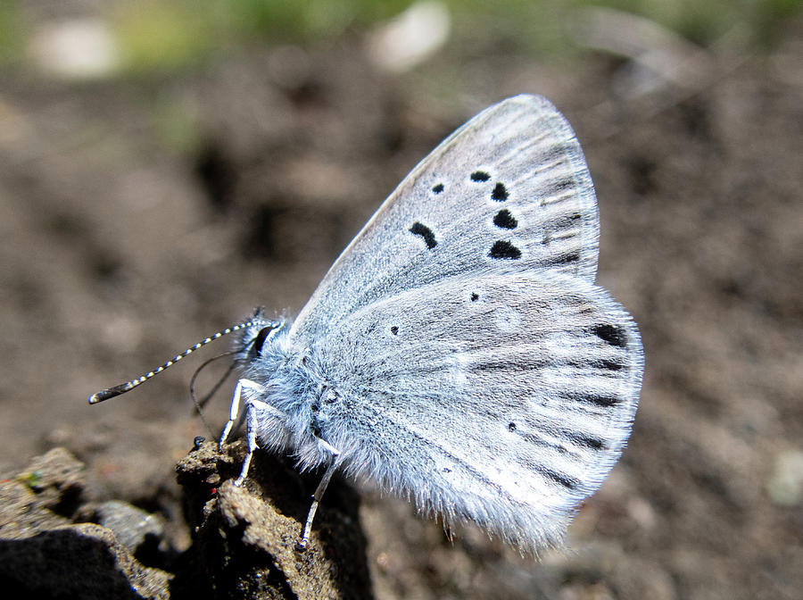 Butterfly Photograph - Spring Azure Butterfly by Phil And Karen Rispin