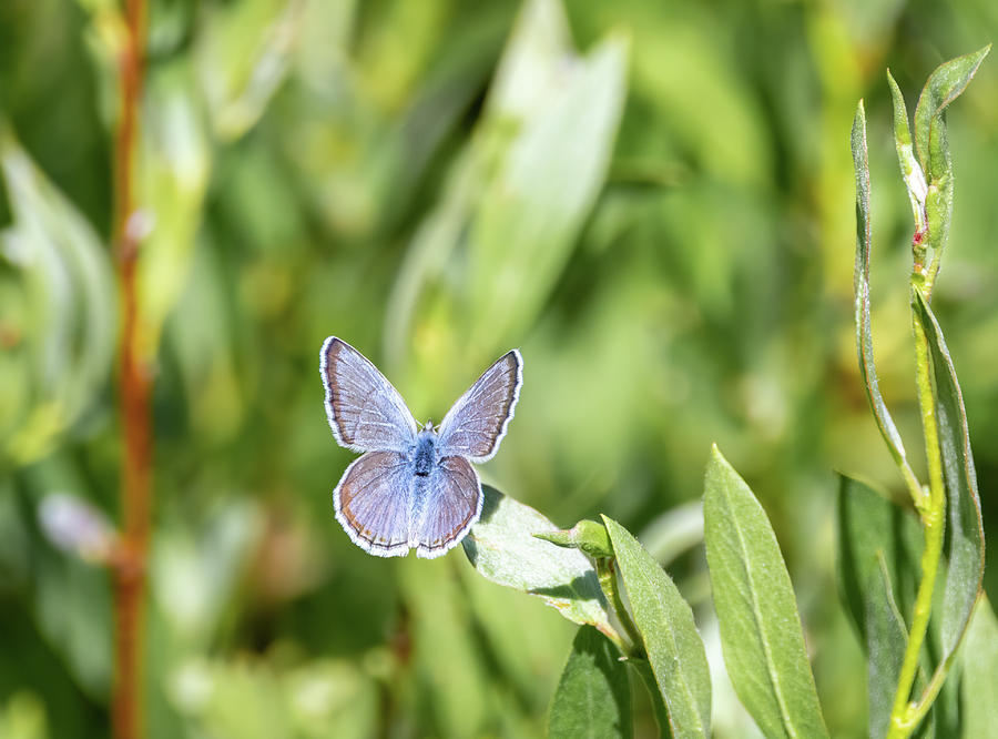 Spring Azure Butterfly by Michael Chatt Spring Azure Butterfly by Michael Chatt
