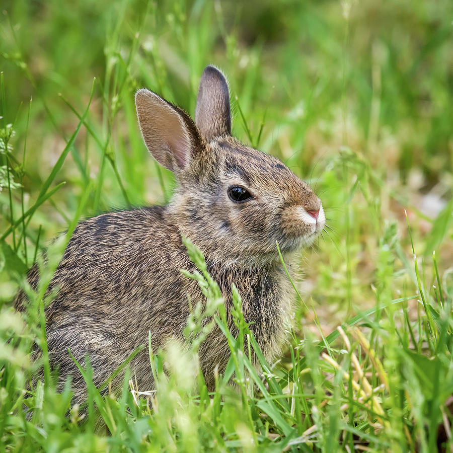 Spring Baby Bunny Square Photograph by Terry DeLuco