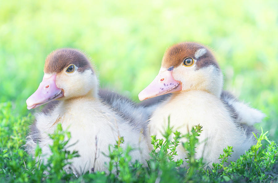 Spring Baby Ducklings Photograph