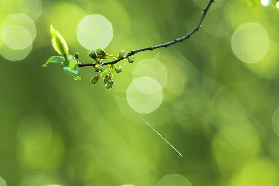 Spring background Photograph by Mircea Costina Photography