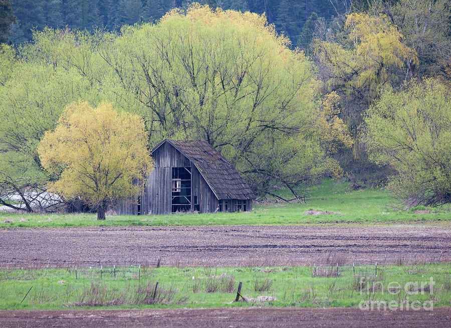 Spring Barn Photograph