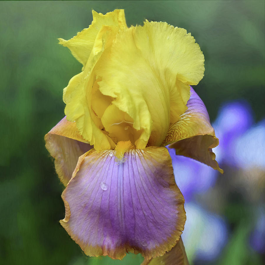 Spring Bearded Iris Photograph by Mary Lynn Giacomini - Fine Art America