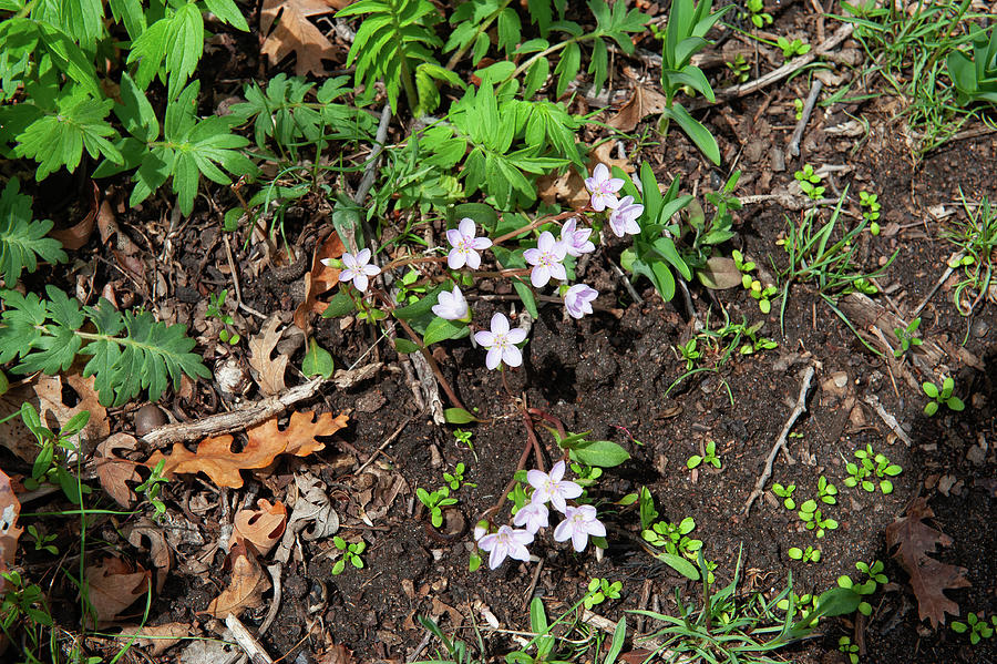 Spring Beauties Photograph by Doug Wittrock