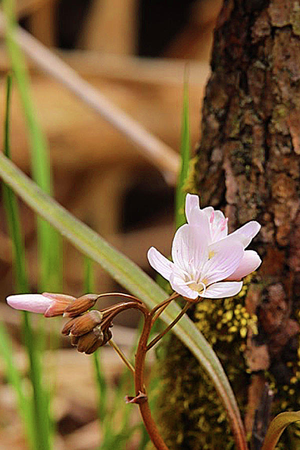 Spring Beauties Photograph by Tina M Daniels   Whiskey Birch Studios