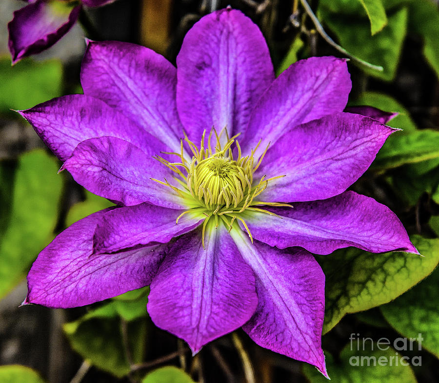 Spring Beauty - Clematis Photograph
