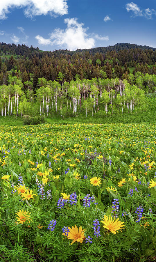 Spring Beauty Mountain Meadow Photograph by Leland D Howard