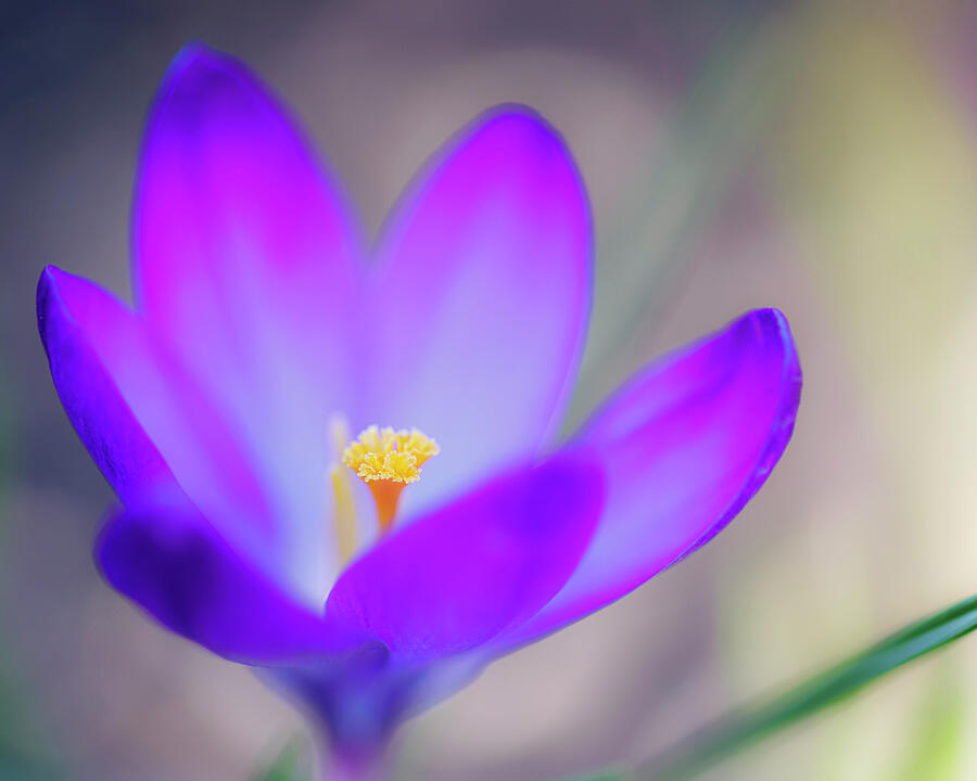Flower Photograph - Spring Beauty by Ray Silva