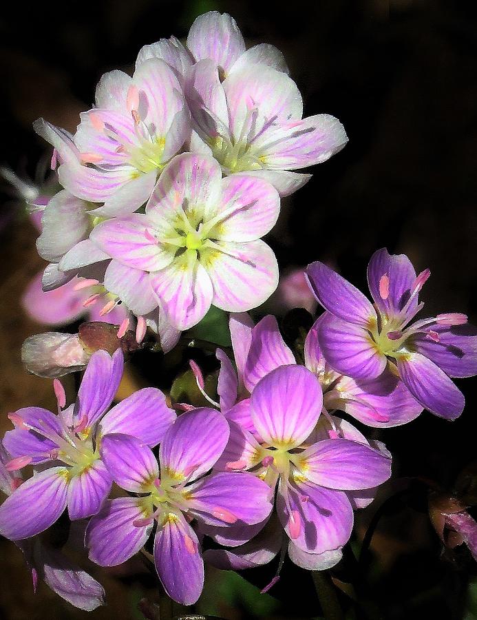 Spring Beauty Variations  Photograph by Lori Frisch
