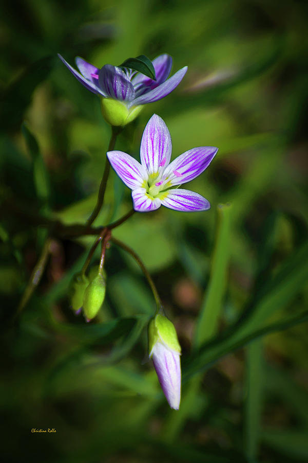 Spring Beauty Wildflowers Photograph by Christina Rollo