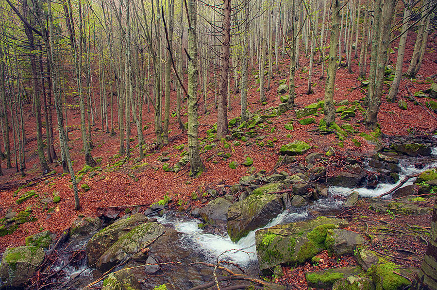 Spring beech forest with a waterfall Photograph by Mikhail Kokhanchikov