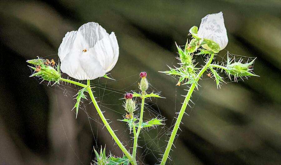 Spring Beginnings Photograph by Debra Martz Spring Beginnings Photograph by Debra Martz