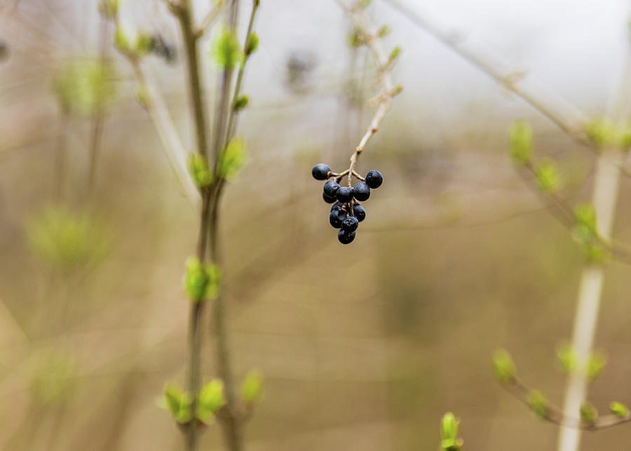 Spring Berries  Photograph by Amelia Pearn