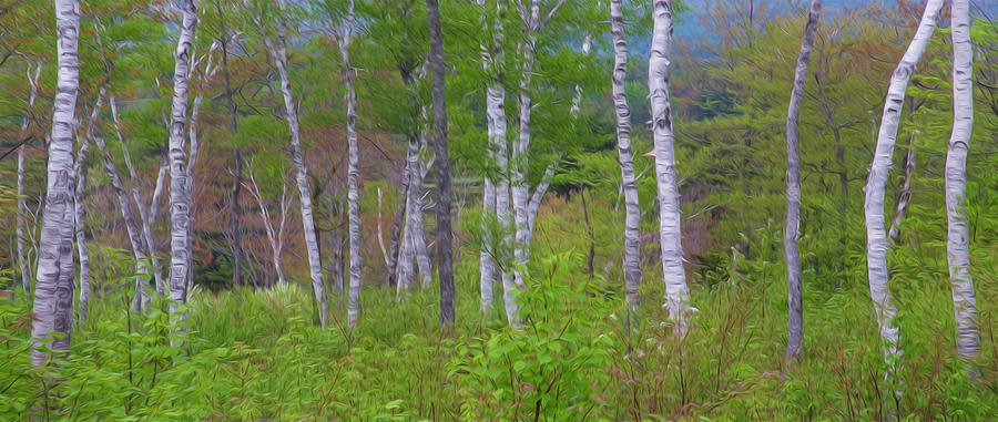 Spring Birch Painting Photograph by White Mountain Images