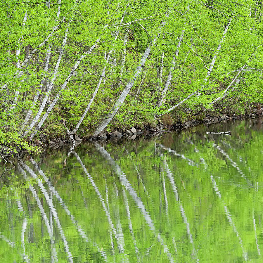 Spring Birch Reflections Square Photograph by Alan L Graham