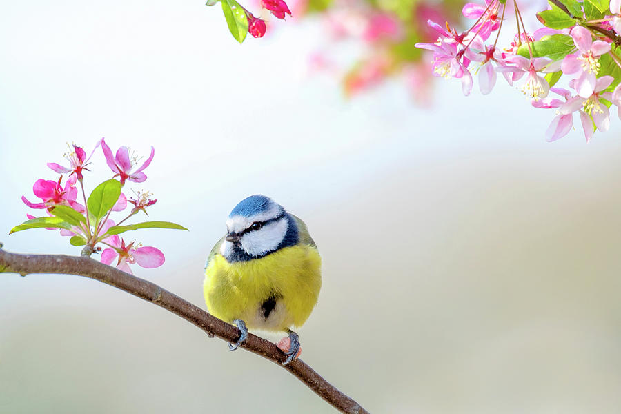 Blue Tit and Blossom Photograph by Jacky Parker - Fine Art America