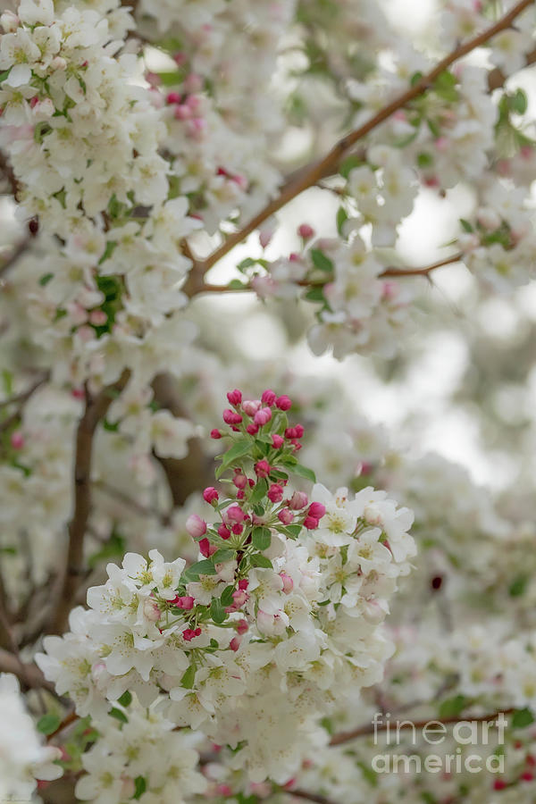 Spring Bling Photograph by Connie Allen - Fine Art America