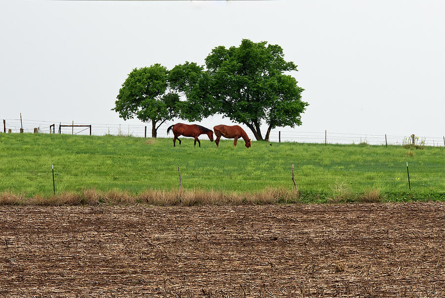 Spring Bliss - two horses grazing on fresh grass framed by trees Photograph by Peter Herman