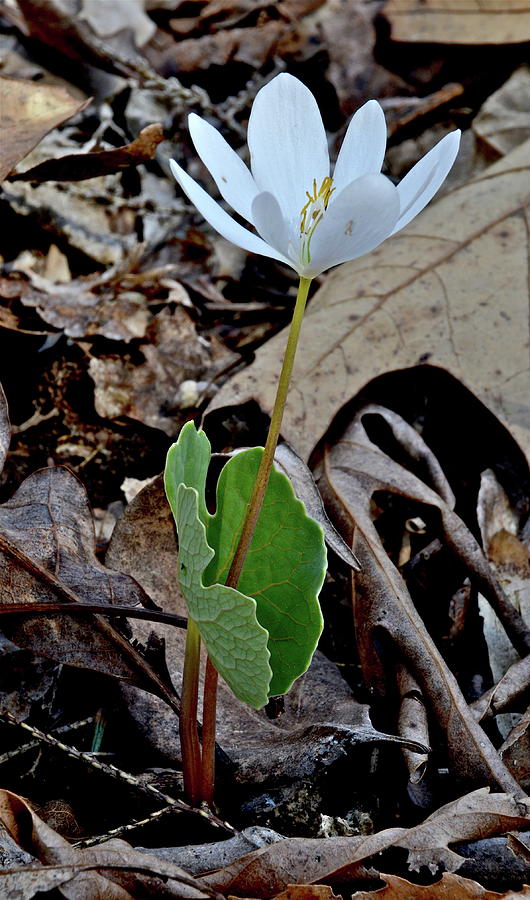 Spring Bloodroot Photograph by Robert Lyons - Fine Art America