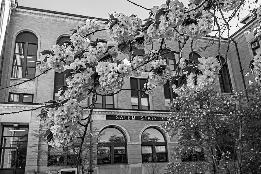 Spring Bloom at Salem State University Salem MA Black and White Photograph by Toby McGuire
