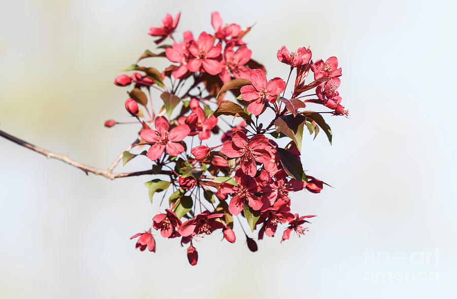Spring Bloom.. Photograph by Nina Stavlund