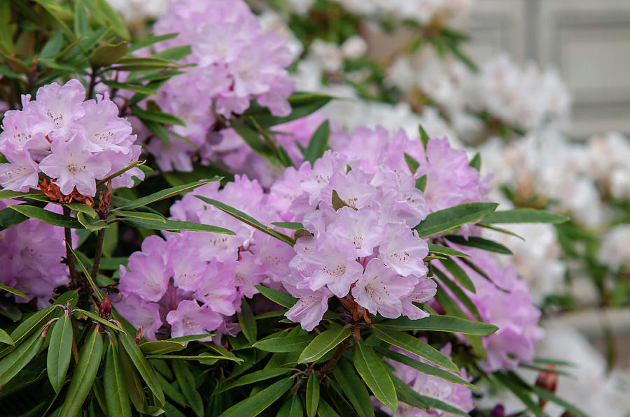 Spring Bloom of Rhododendrons. Hybrid Petr 2 Photograph by Jenny Rainbow