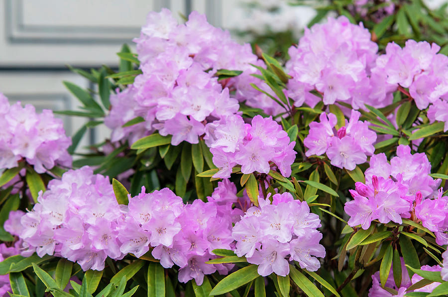 Spring Bloom of Rhododendrons. Hybrid Petr 3 Photograph by Jenny Rainbow